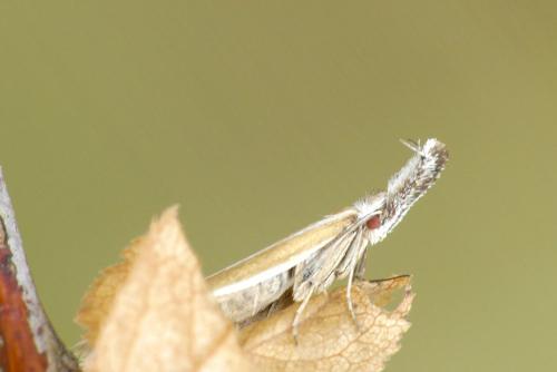 Réf. 260 516 : Pleurota aristella